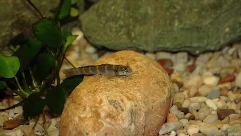 Parasicydium bandama von Stanislav Kislyuk (13)