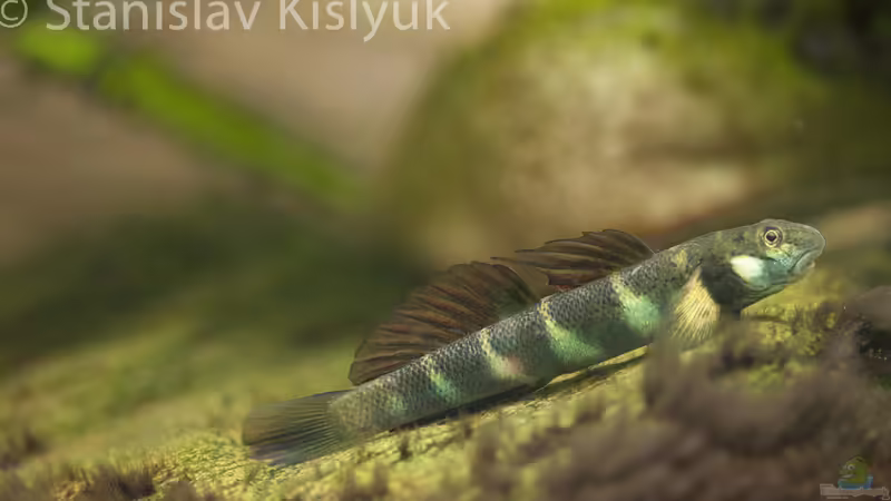 Parasicydium bandama von Stanislav Kislyuk (13)