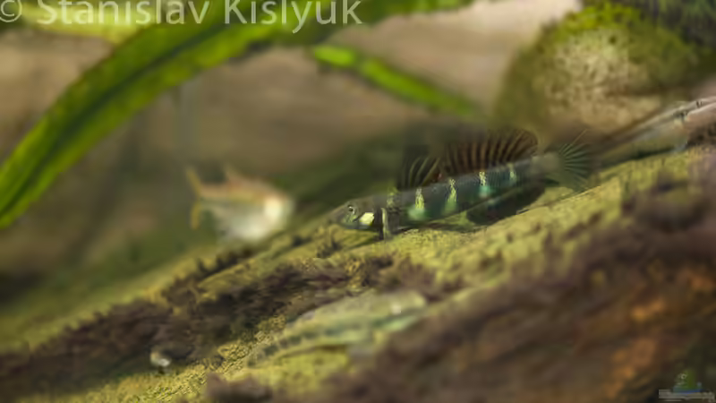 Parasicydium bandama von Stanislav Kislyuk (6)