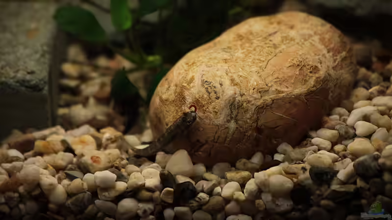 Parasicydium bandama im Aquarium halten (Einrichtungsbeispiele für Parasicydium bandama)