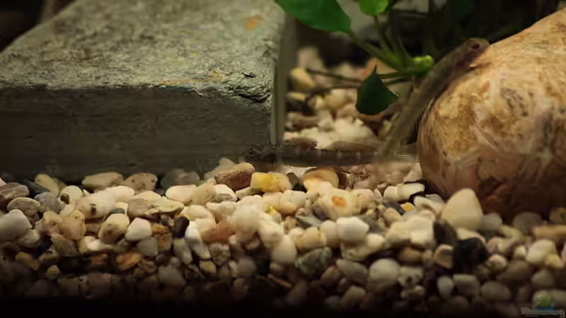 Parasicydium bandama im Aquarium halten (Einrichtungsbeispiele für Parasicydium bandama)
