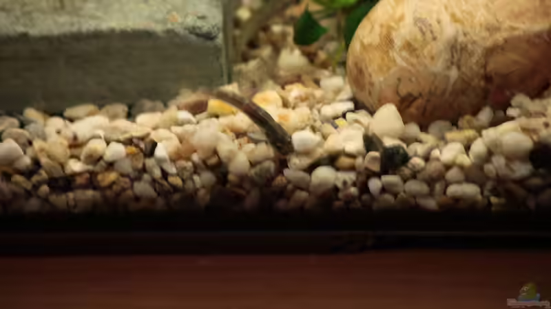 Parasicydium beim ´Tauchgang´ nach einer Mückenlarve von Stanislav Kislyuk (12)