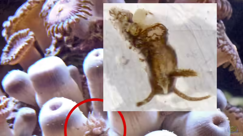 Parasitäre Schnecke auf Zoanthus von Summse (78)