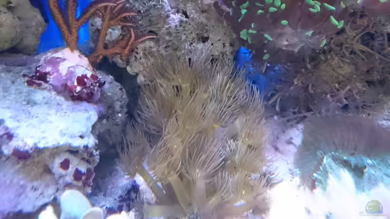 Parazoanthus von WittaMine (46)