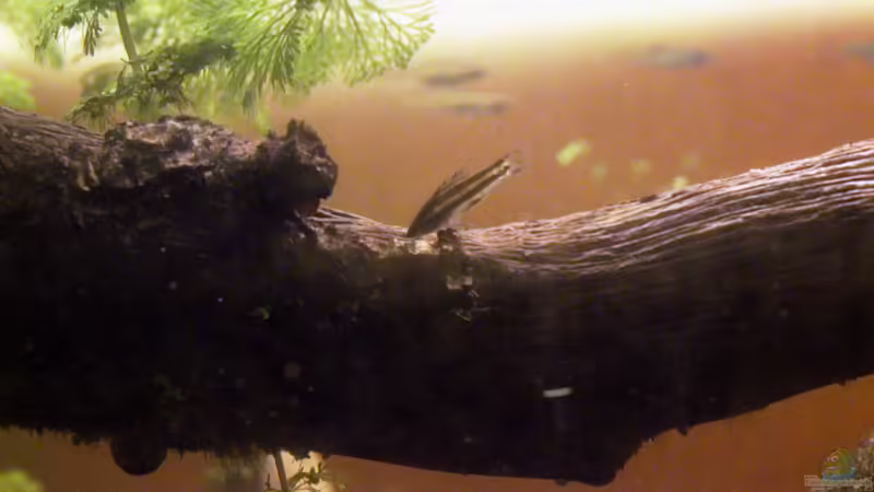 Parosphromenus sp von lomarraco (138)