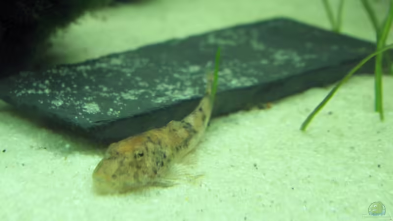 Parotocinclus jumbo, Pitbull-Pleco von Der Siems (38)