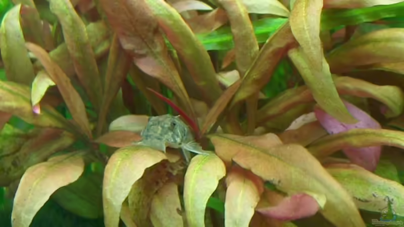 Parotocinclus jumbo, Pitbull-Pleco von Der Siems (41)