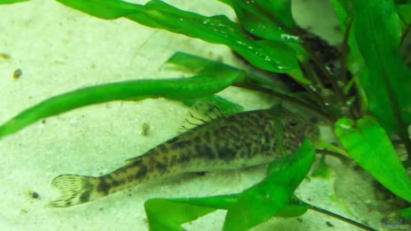 Parotocinclus jumbo, Pitbull-Pleco von Der Siems (59)