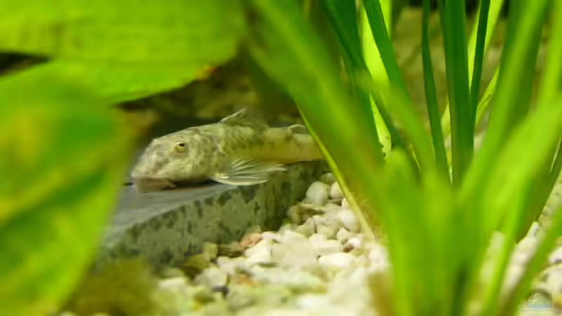Aquarien für Parotocinclus jumbo (Pitbull-Harnischwels, LDA 25)