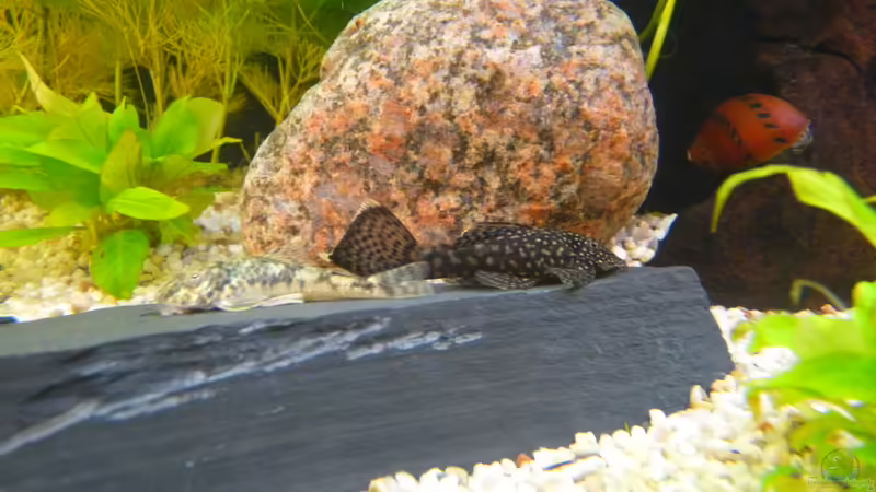 Parotocinclus jumbo u. Ancistrus von Steffen S. (13)