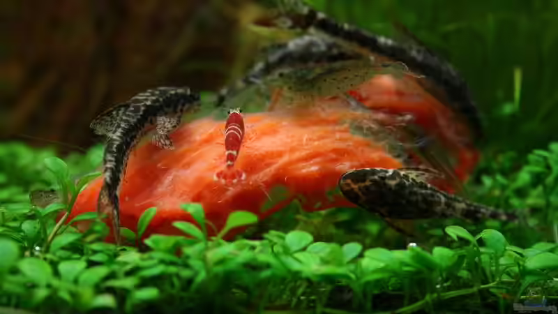 Parotocinclus maculicauda auf Paprika von Tutti (12)