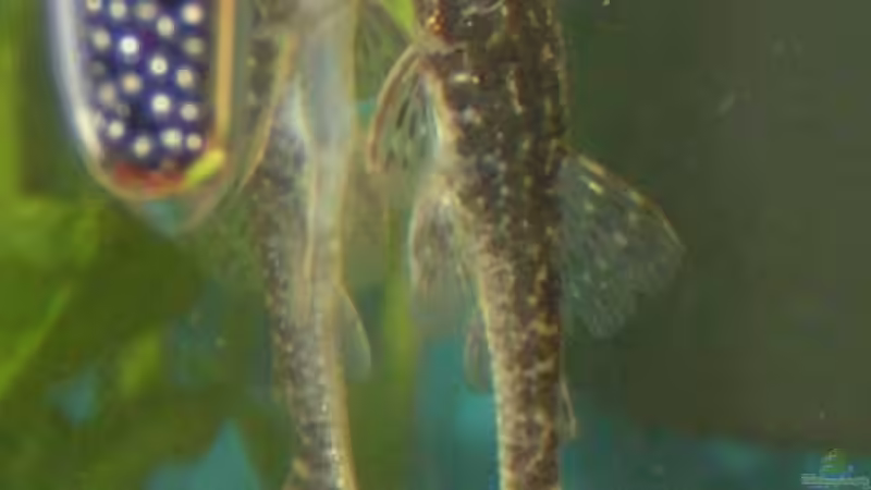Parotocinclus sp Recife/Recife Pleco von Mike Keller (12)
