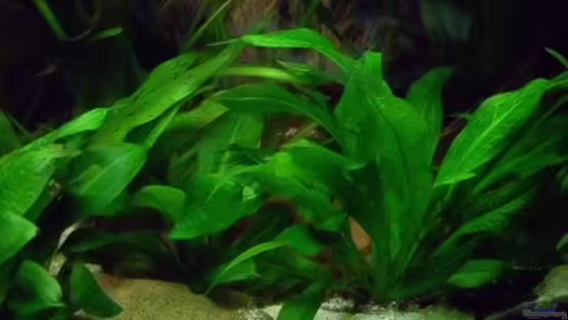 parviflorus tropica von rattenfreak (11)