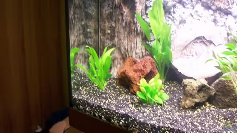 Parviflours;Blehri;Samolus Schwertpflanze von Tobias Höning (6)