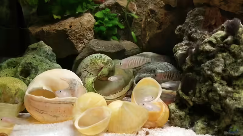 Pascha mit seiner Familie von Dukes Aquaristikexperimente (10)