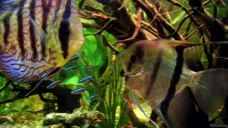 Passende Beifische für Diskus - Der ultimative Leitfaden für ein harmonisches Diskusaquarium