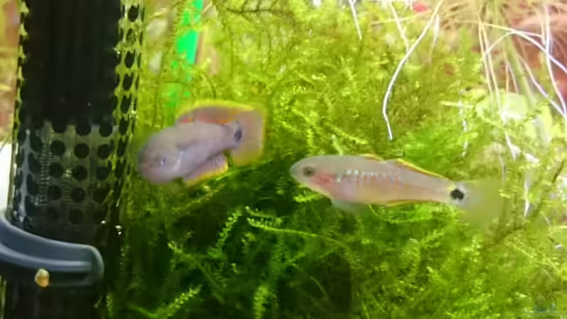 Pastelgrundel Pärchen... Sie halten sich hauptsächlich in der linken Ecke des Aquariums zwischen dem Christmas Moos auf... von rainbow2010 (32)