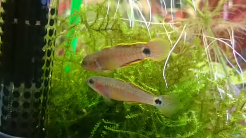 Pastell Grundeln in ihrer Lieblingsecke beim Christmasmoos... von rainbow2010 (11)