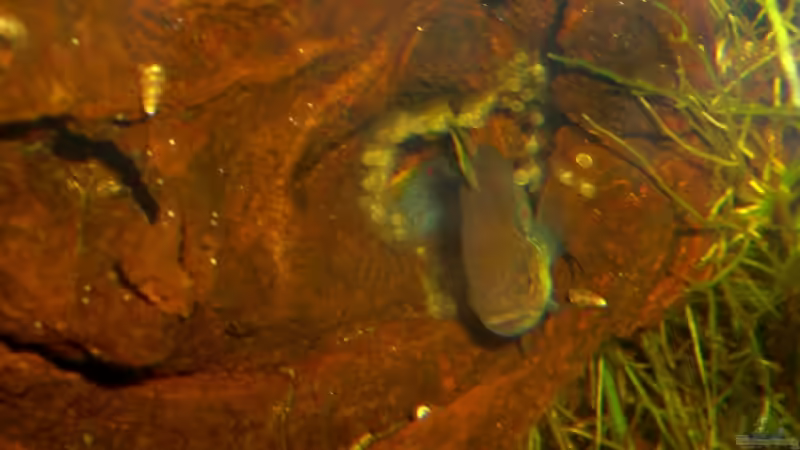 Pastellgrundel bewacht ihr Gelege von Dominik (26)