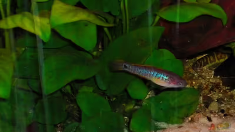 Pastellgrundel (im Hindergrund ein Dornauge) von Dominik (27)