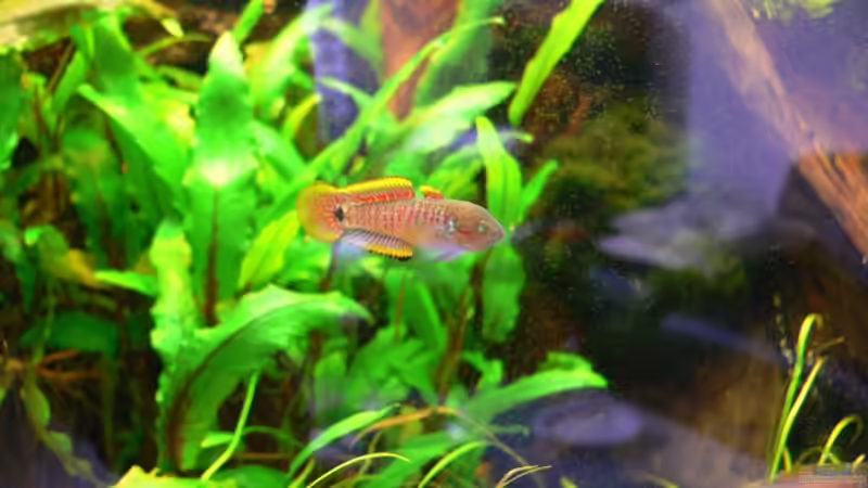 Pastellgrundel M von derflo (24)