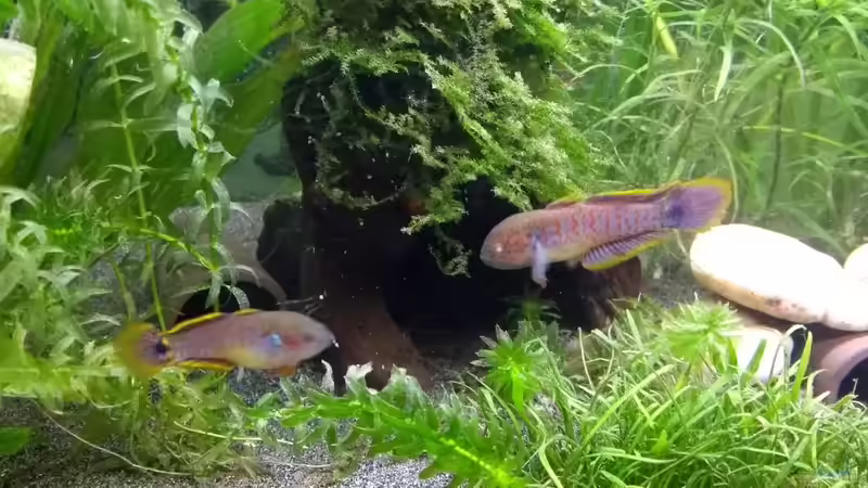 Pastellgrundel Pärchen von Stephy (28)