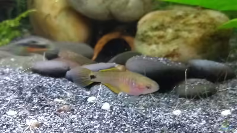 Pastellgrundel (Tateurndina ocellicauda) Nachwuchs 4 Monate alt von Stephy (33)