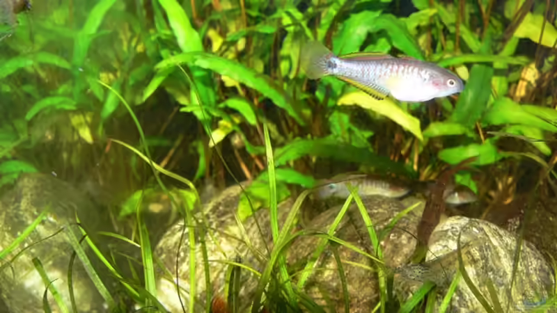 Grundeln im Aquarium halten (Einrichtungsbeispiele für Grundeln)