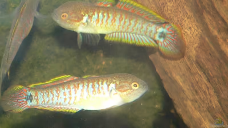 Grundeln im Aquarium halten (Einrichtungsbeispiele für Grundeln)
