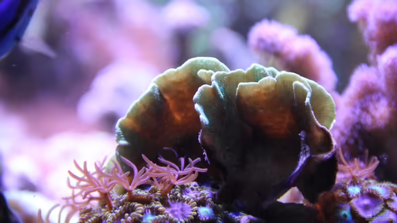 Pavona = Pavona cactus von Sven Jastrow (31)