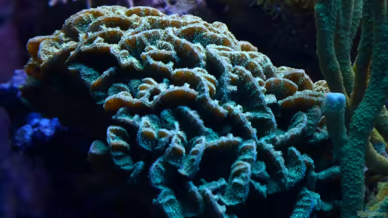 Pavona cactus von Leni13 (41)