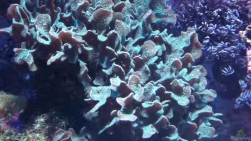 Pavona Cactus von MisterB (4)