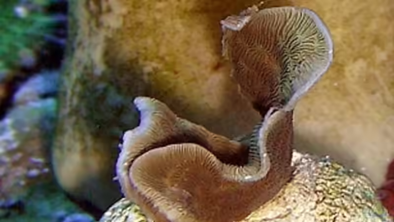 Pavona cactus von Petra Kallmeyer (12)