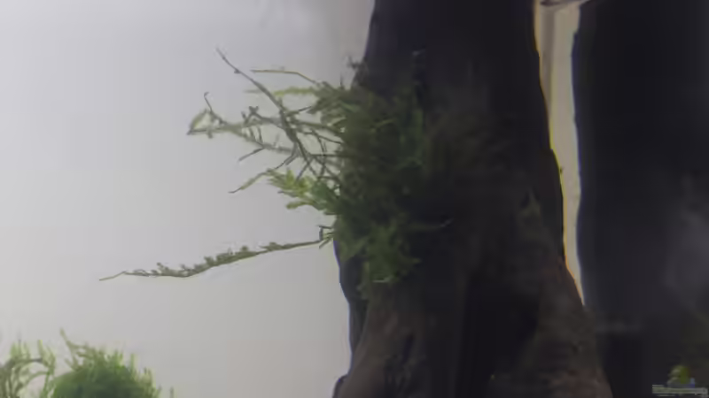 Peacock Moos 02.02.2015 von SouthAmerica (34)