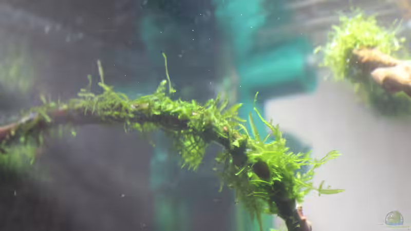 Peacock Moos von SouthAmerica (15)