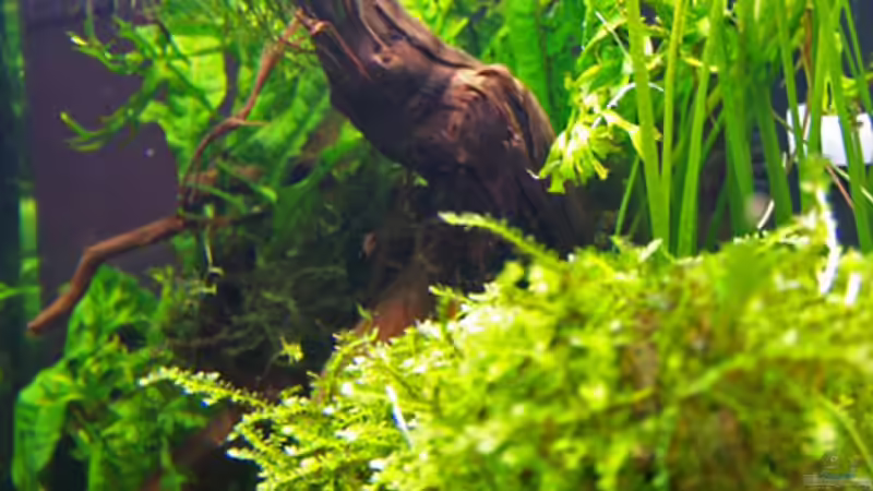 Peacockmoos von Buster (7)