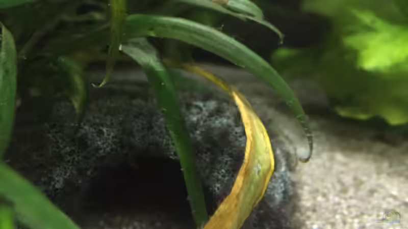 Pebble Stone Höhle von Danny (33)
