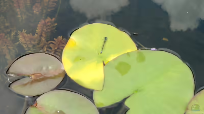 Pechlibelle ( Ischnura elegans) - diese hat im Ggs. zur Azurjung nur einen hellblauen von Sambia (64)