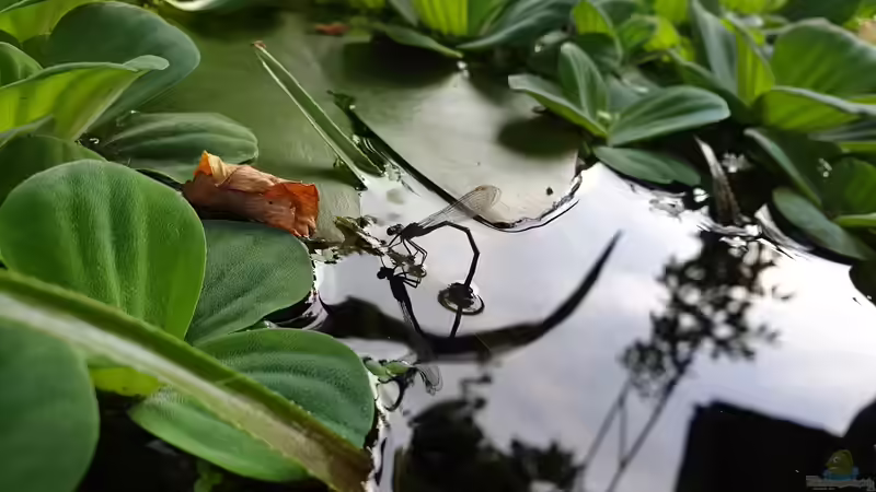 Pechlibelle bei der Eiablage von ninfa (6)
