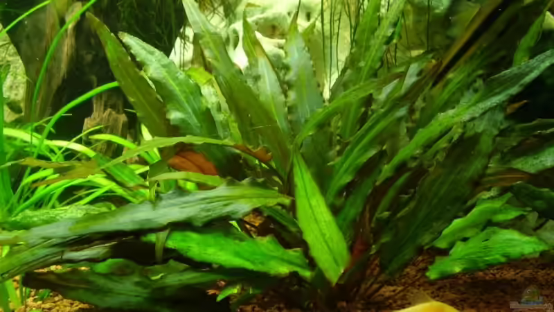 Pechts Wasserkelch von Wels-fan (18)