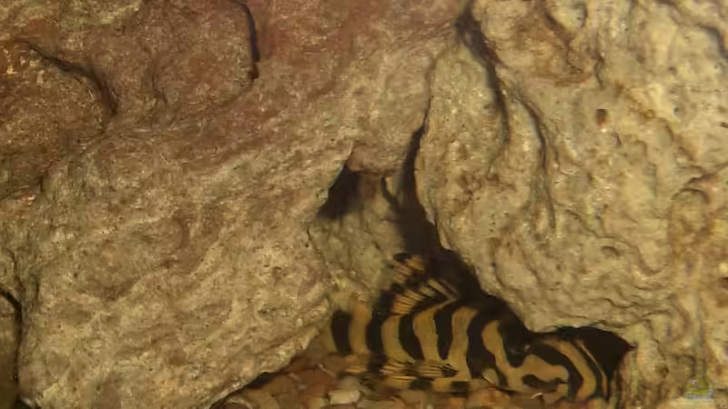 peckolita beim schlafen von Stephan Fehringer (24)