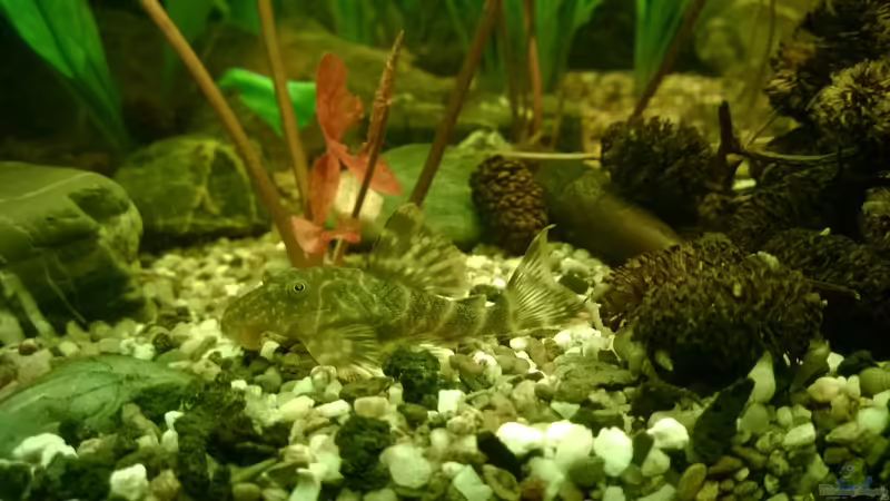 Peckoltia  von Cello (25)