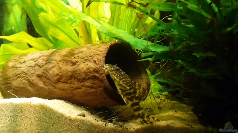 Aquarien mit Peckoltia compta (L 134)