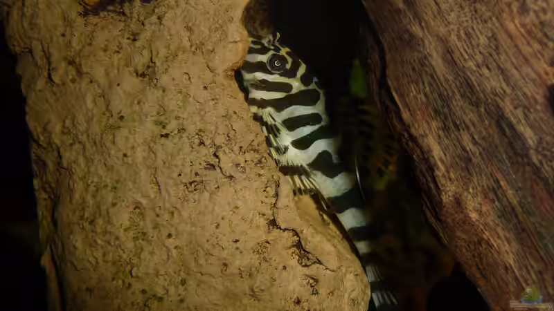 Peckoltia compta L134 von carkl (26)