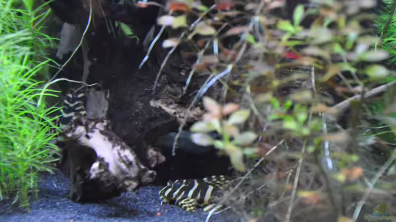 Peckoltia compta l134 von Michael Z. (20)