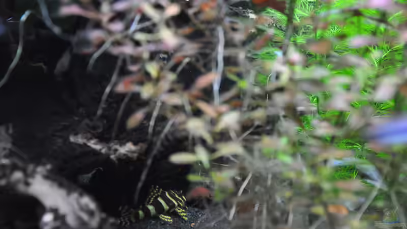 Peckoltia compta l134 von Michael Z. (22)