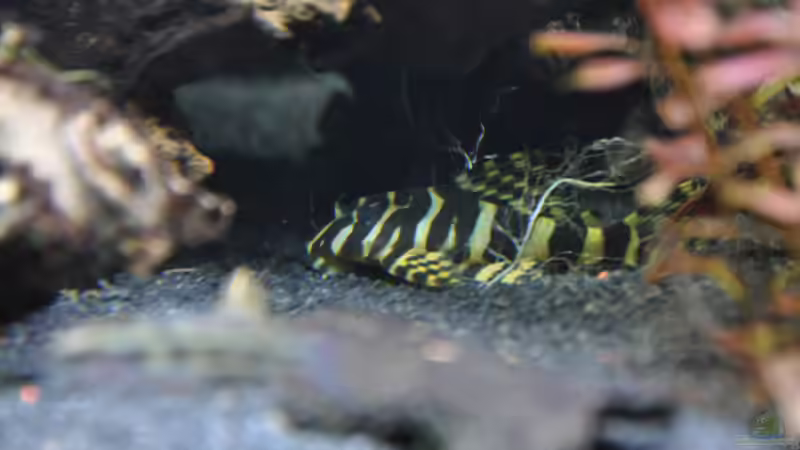 Peckoltia compta l134 von Michael Z. (23)