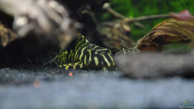 Aquarien mit Peckoltia compta (L 134)