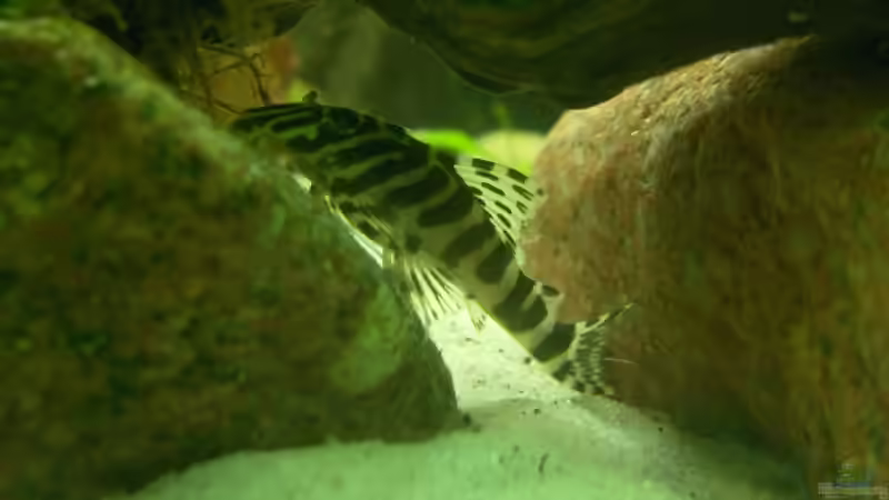 Peckoltia sp., Schmucklinien-Zwergschilderwels, Tapajós Zebra, L 134 von Der Siems (61)