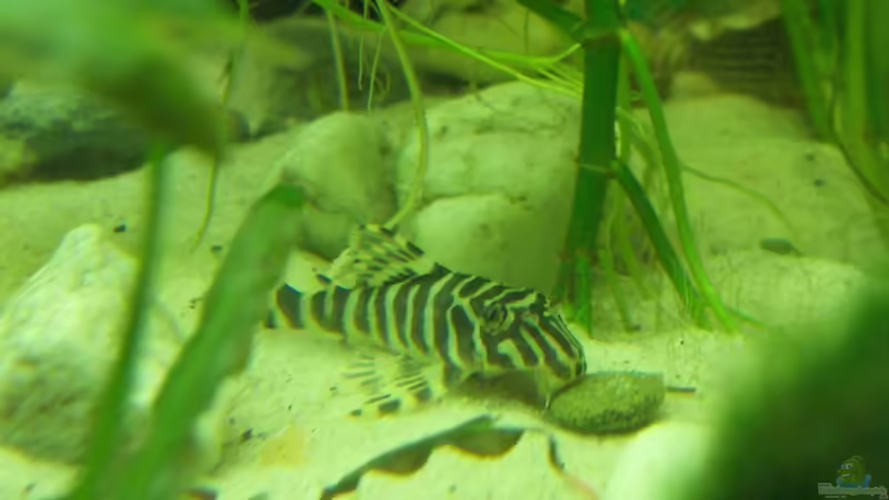 Aquarien mit Hypancistrus debilittera (L 129)